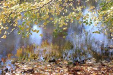 Fall Leaves on the Delaware River