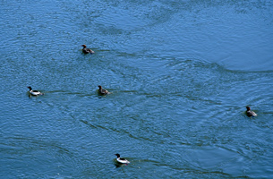 Ducks in Formation