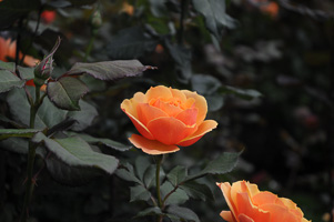 Roses at Rose Test Garden