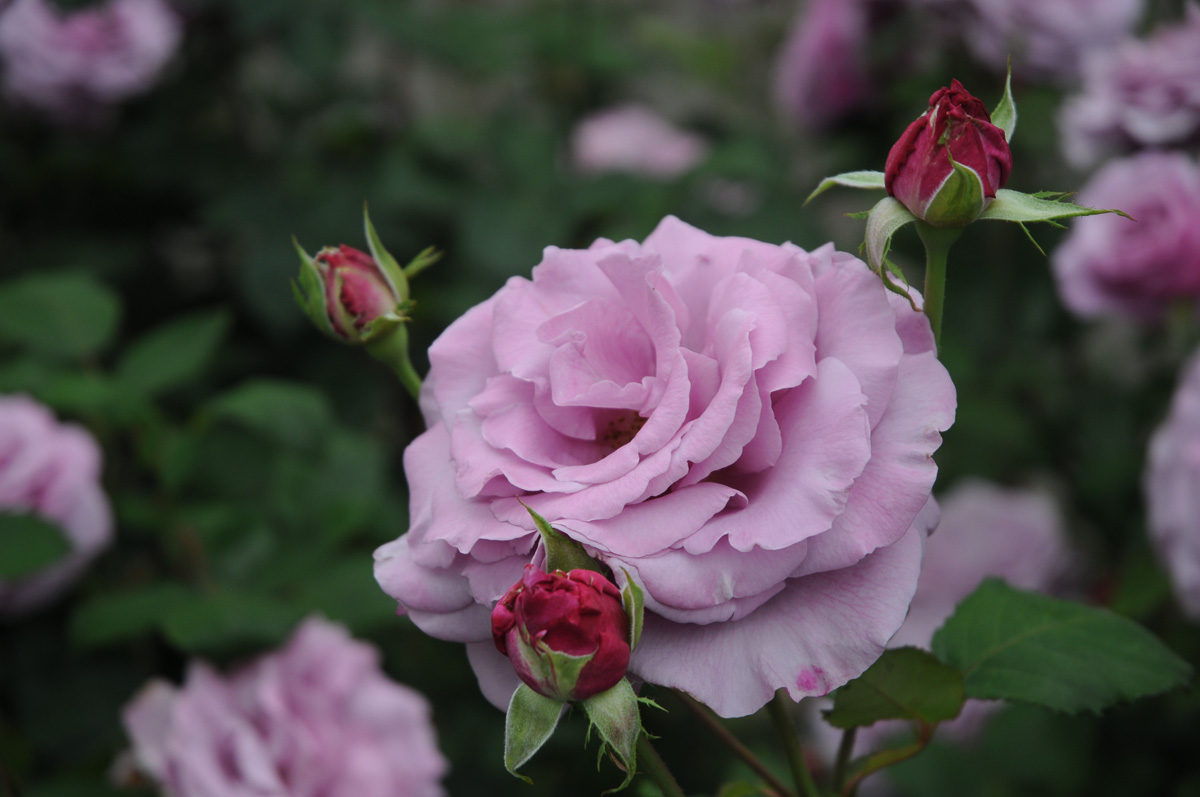 Micro Mini #roses #portland #rosegarden by Art Rocha