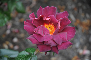 Roses at Rose Test Garden