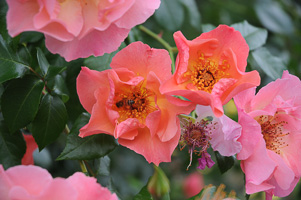 The Bees are Very Happy at the Rose Test Garden!
