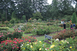The Miniature Rose Garden is actually pretty big.