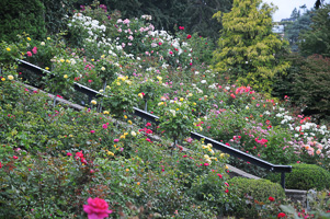 Stairs at Rose Test Garden