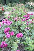Grounds at Rose Test Garden