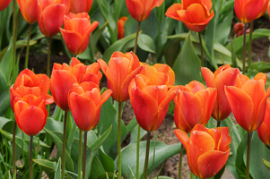 Tulips at Wooden Shoe Tulip Farm