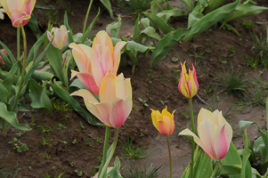 Tulips at Wooden Shoe Tulip Farm