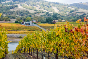 Fall Grapes at Goldeneye Vineyard, Mendocino County