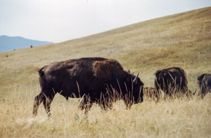 Bison, Idaho