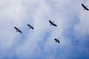 Geese Flying Over
