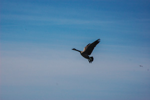 Canadian Goose Circling for a Landing