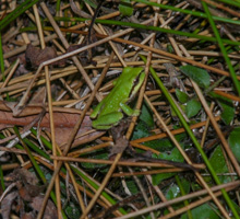 Tree Frog, Mendocino