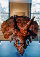 Triceratops Fossil Skull, Harvard