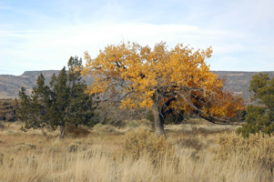 Fall Tree, New Mexico