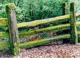 Fence in Portola State Park