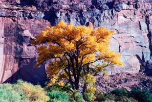 Fall Cottonwood Tree, Utah
