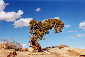 Pine Tree, Utah