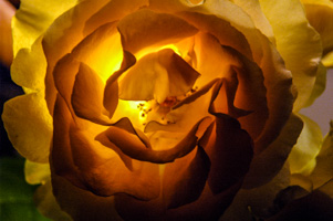 Yellow Rose (Backlit)