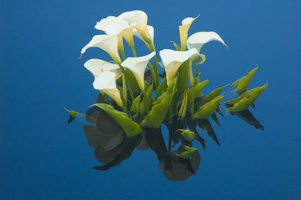 Calla Lilies at Kelley House Museum, Mendocino